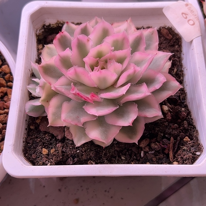 紫蝴蝶锦大单头多肉植物