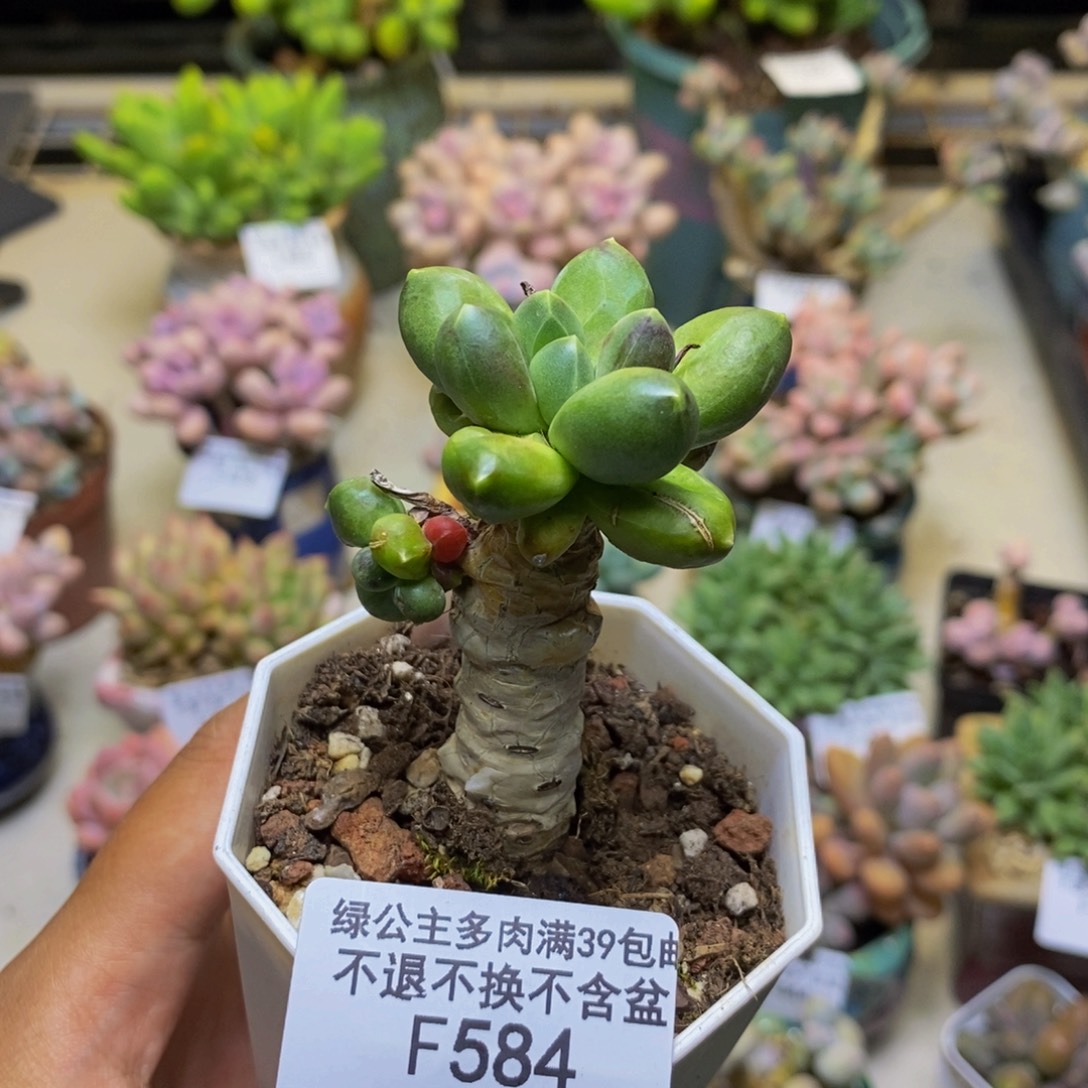 584香蕉树多肉4cm轻微掉叶