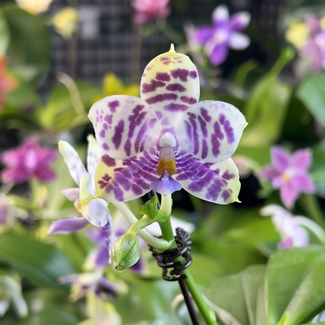 完全开放A087，路西法专拍