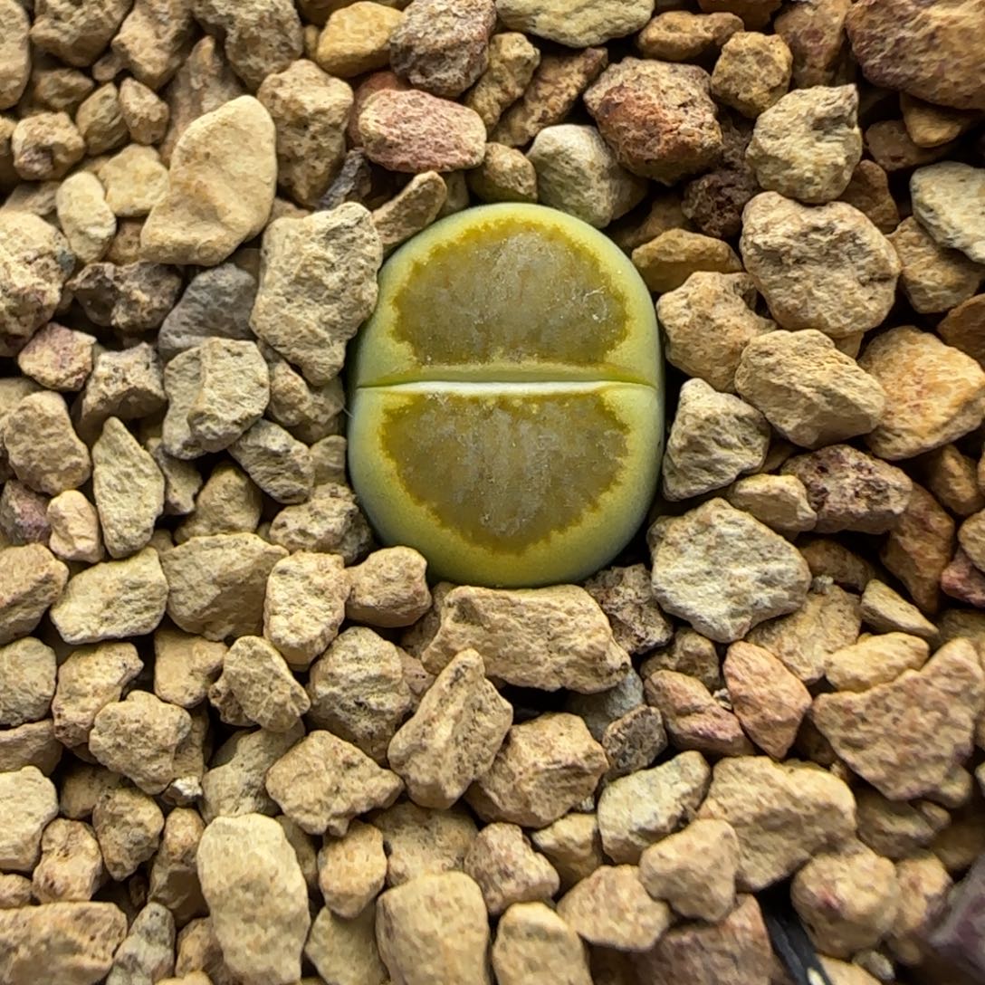 216 生石花大棚直播