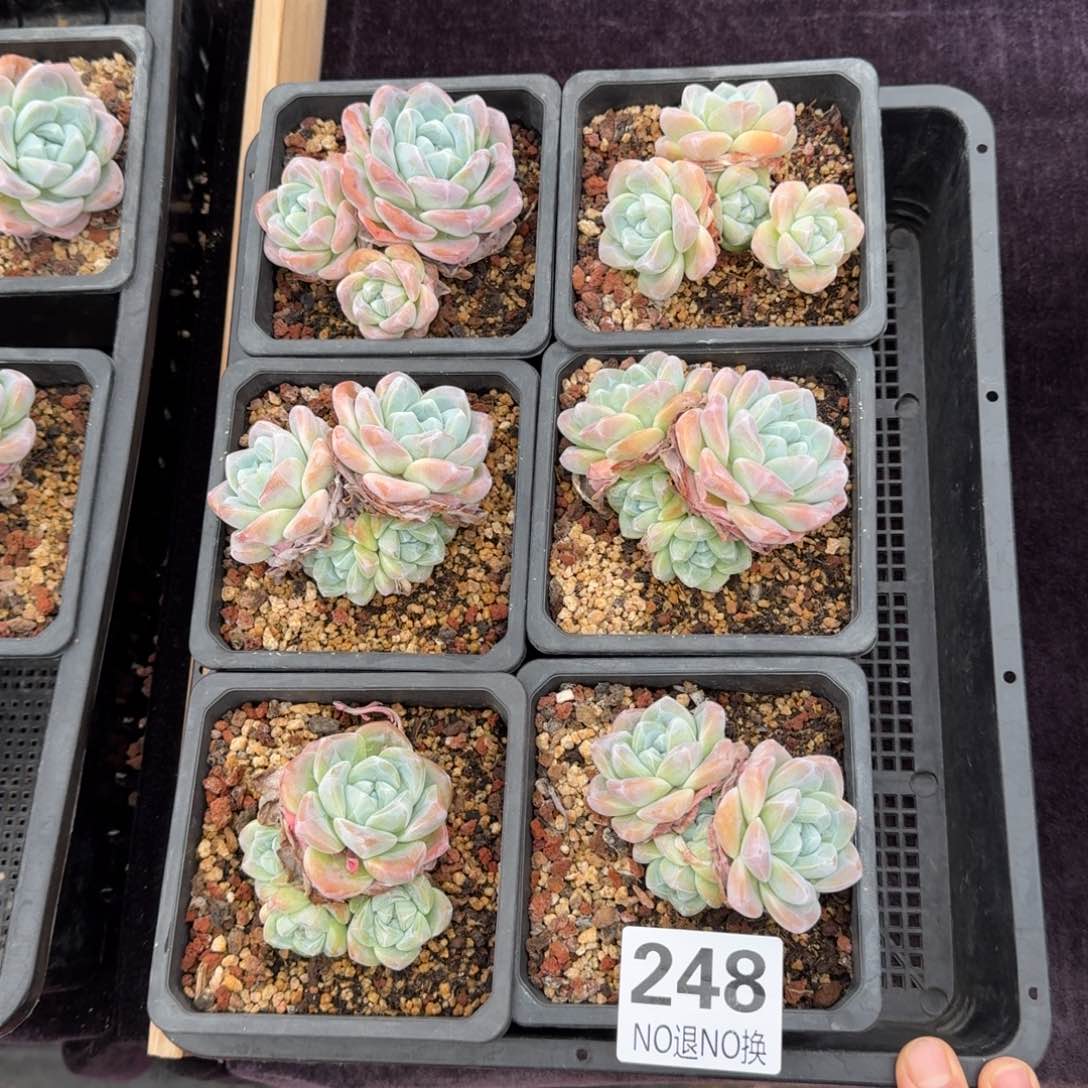 6颗一起一物一拍248