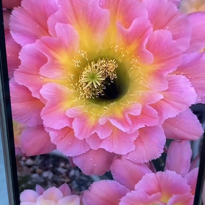 彩草星火7公分左右