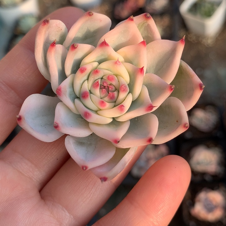 吉娃娃锦多肉植物