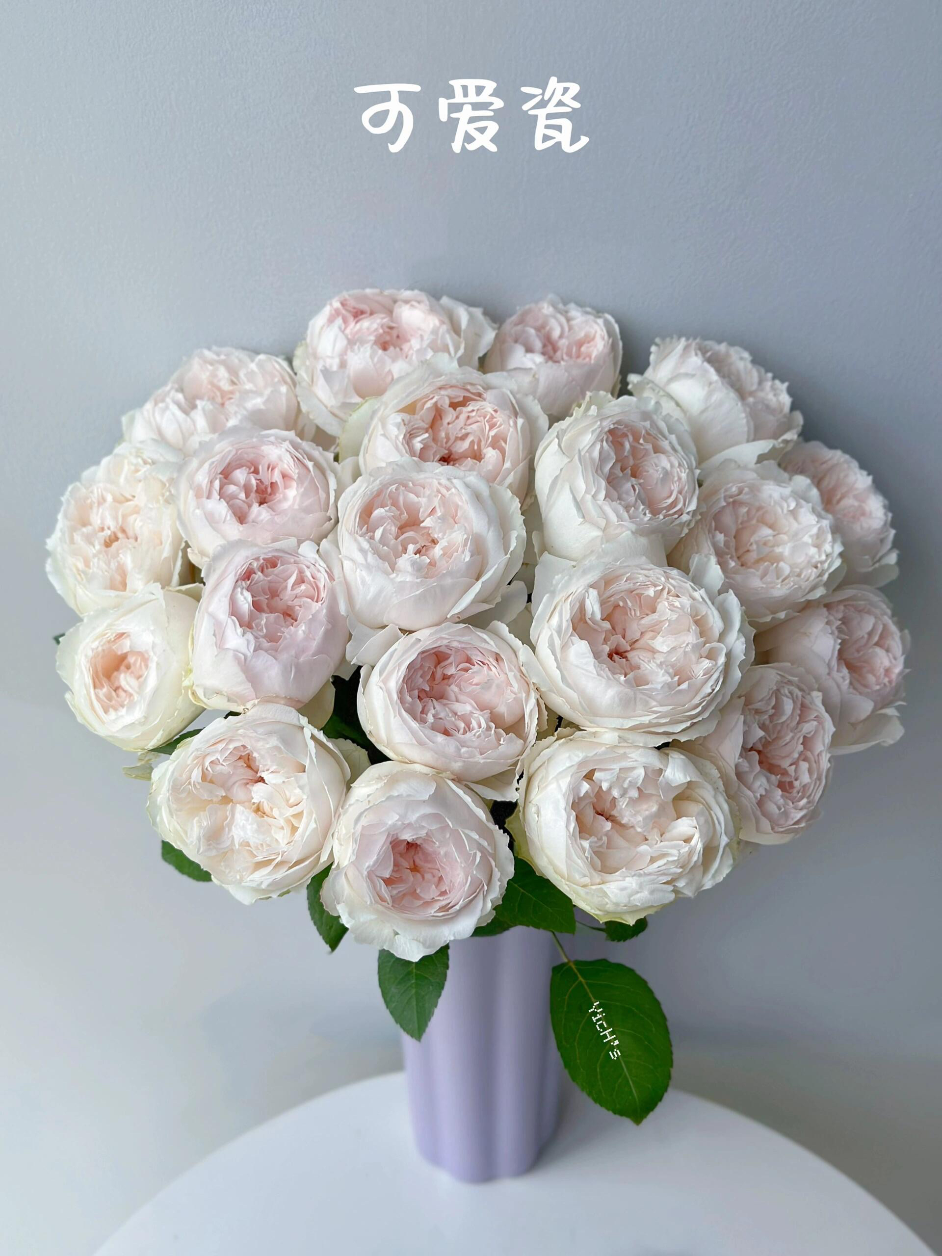 超稀有可爱瓷玫瑰鲜花大粉包子品牌基地严选直发顺丰包邮