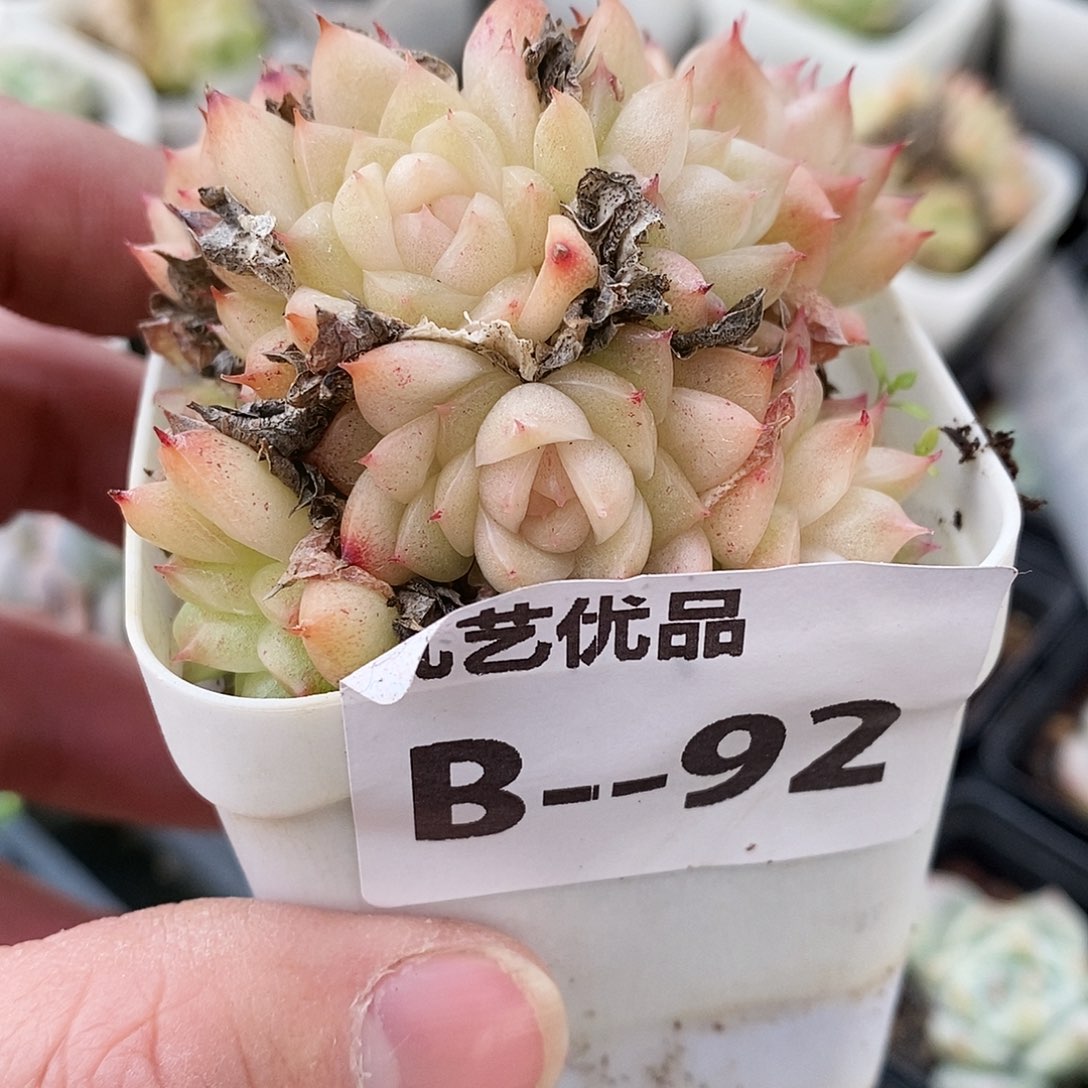 B92一物一拍满9.9包邮