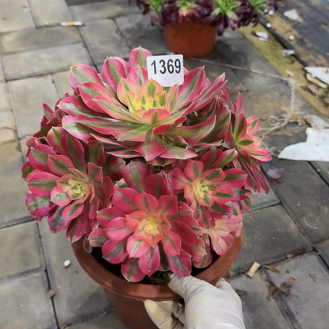 1369女巫33冠服24左右