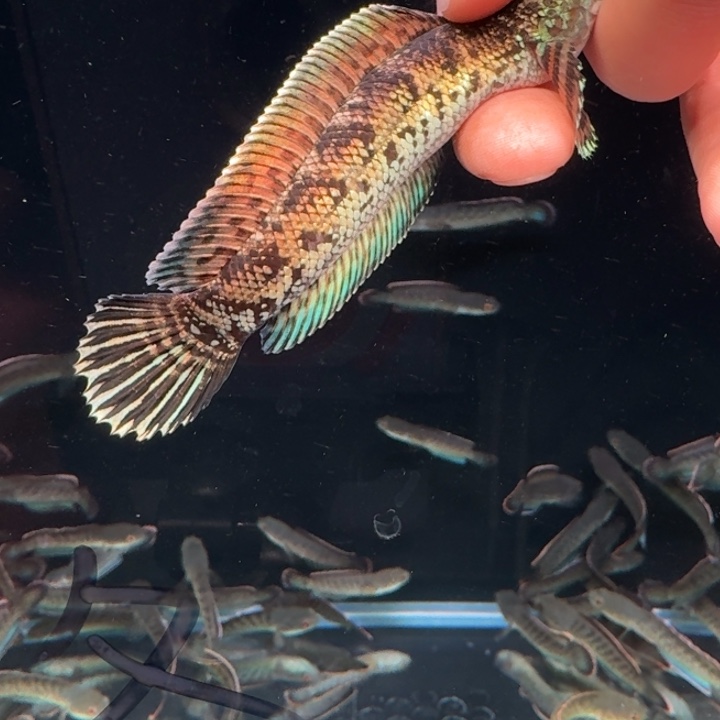 雷龙鱼1号 独眼黄金眼镜蛇雷龙