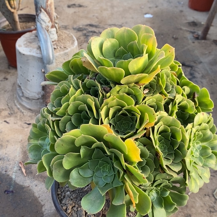 绿羊绒多肉植物1。 