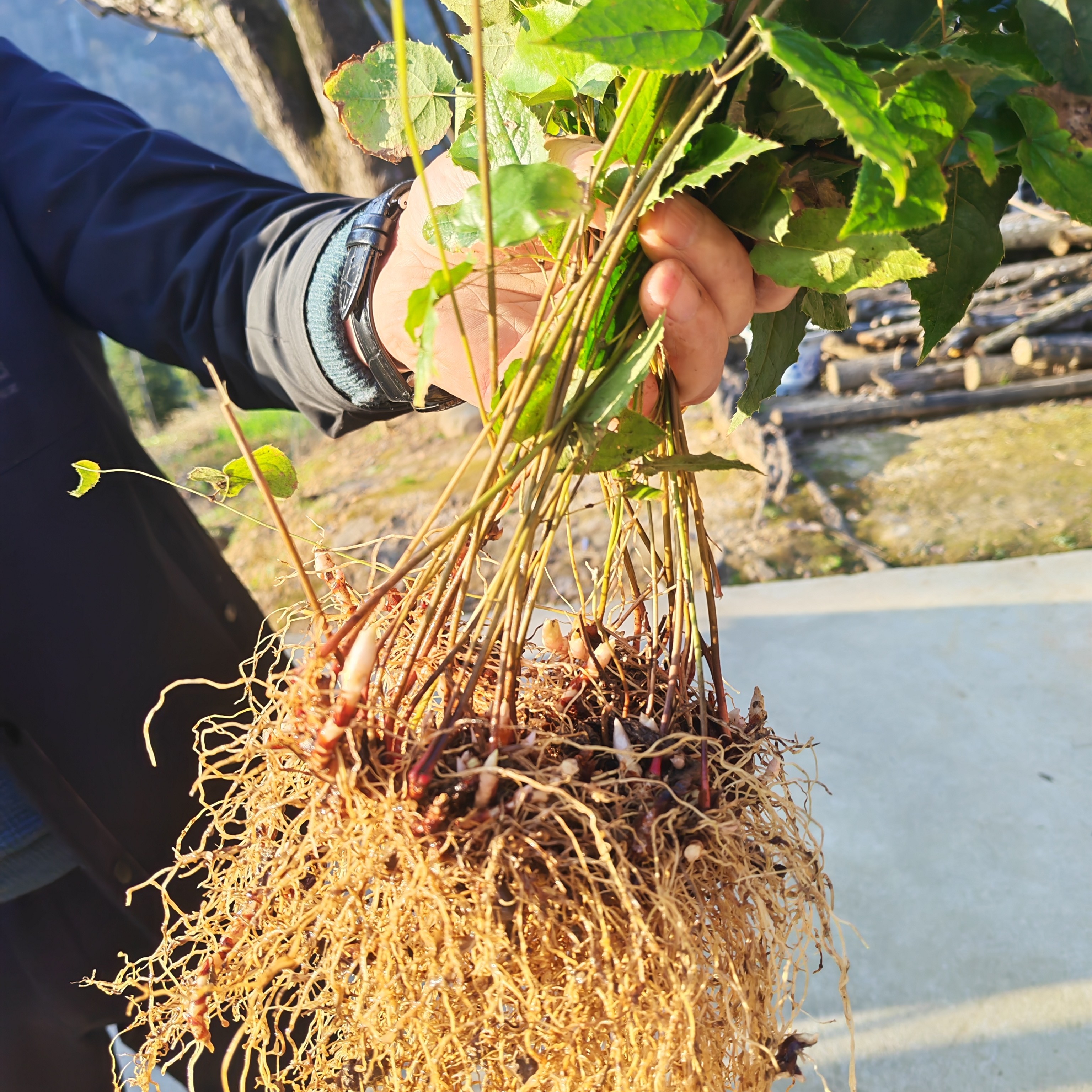 陕西宁强柔毛淫羊藿大苗