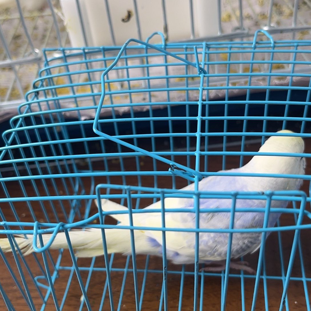 虎皮鹦鹉金彩鹦鹉