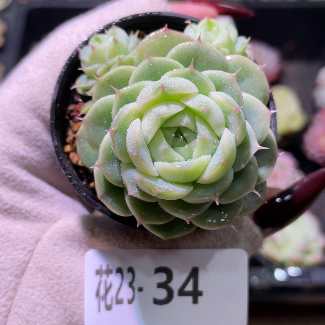 花利美23-34新品带仔