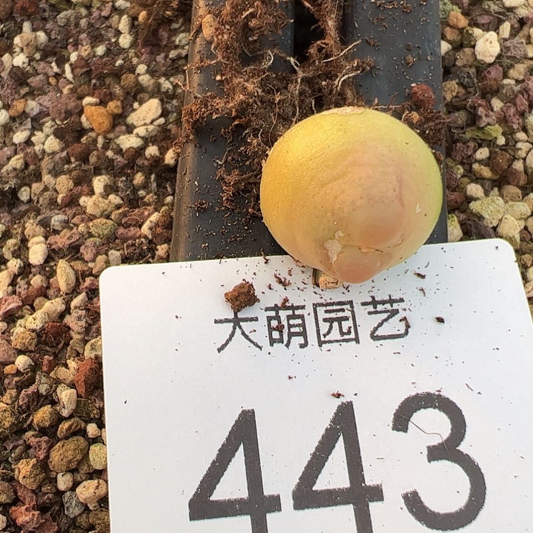 一物一拍           有疤    443