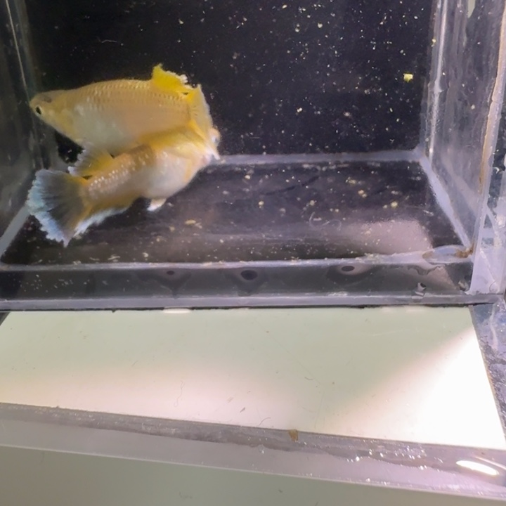 青鳉鱼一物一拍469