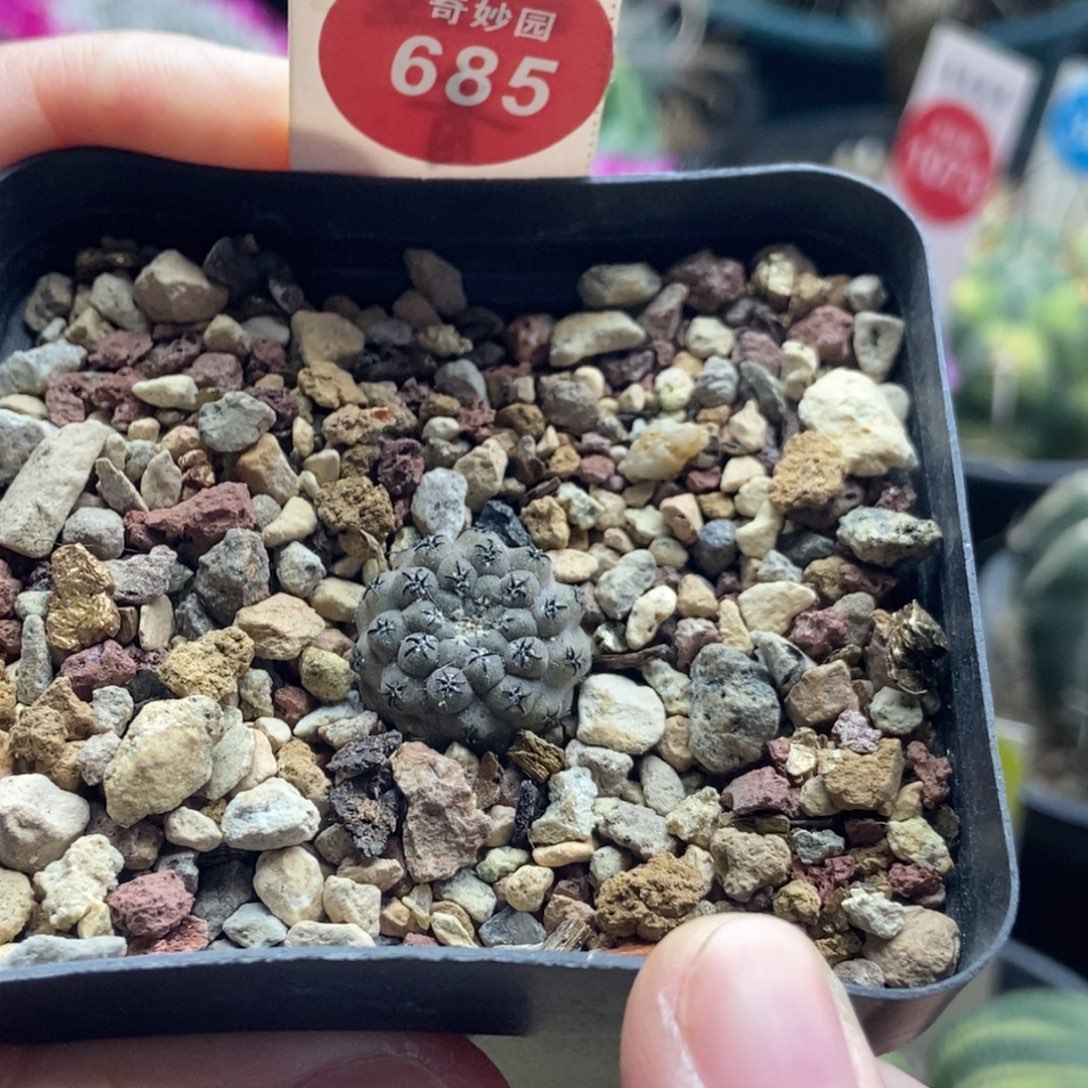 实生白肌豹头1.6cm