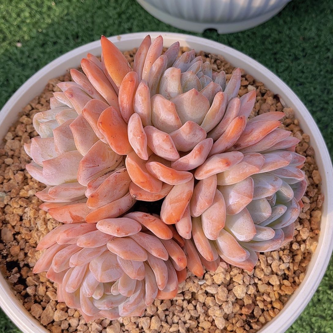 韩版橙梦露精品多肉