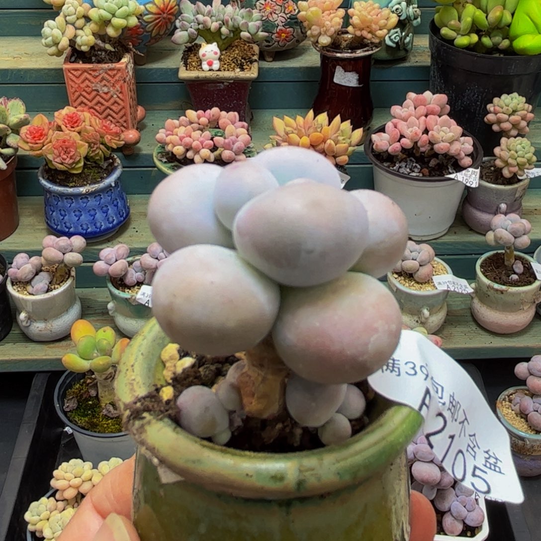 2105芭比奶酪3cm多肉