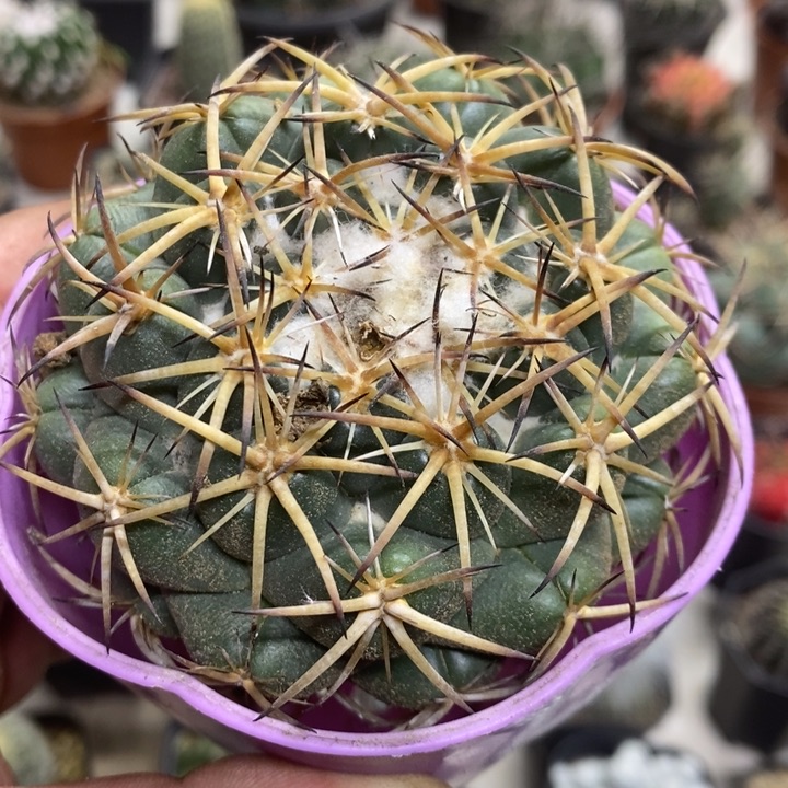 实生中号天丝象牙特价