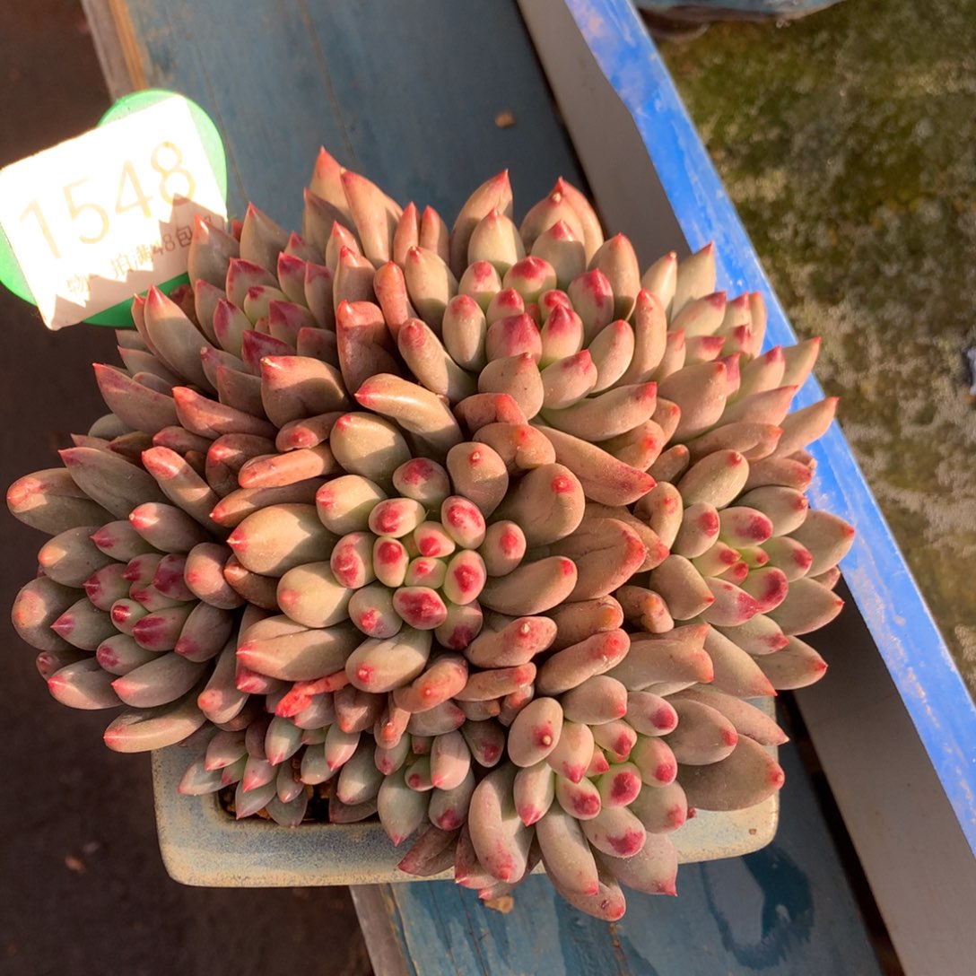 二代虞美人无砍平头1548