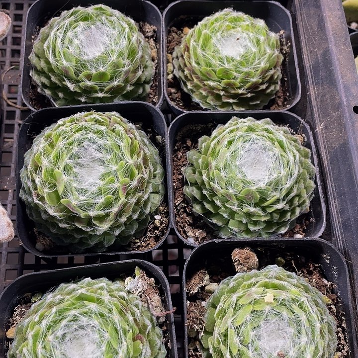 猪丝卷卷带盆土发货