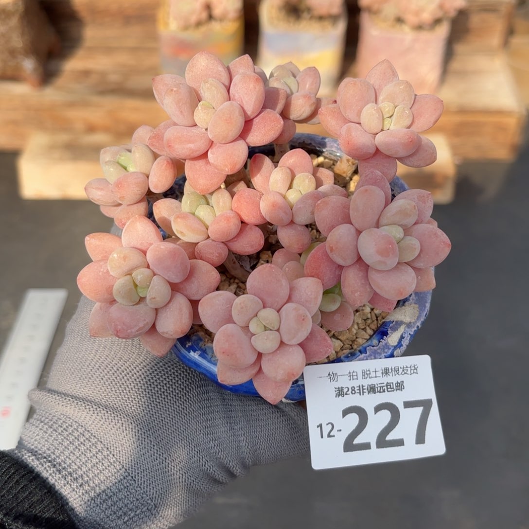 韩系鱼子酱老桩多肉