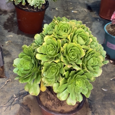 绿羊绒多肉植物004