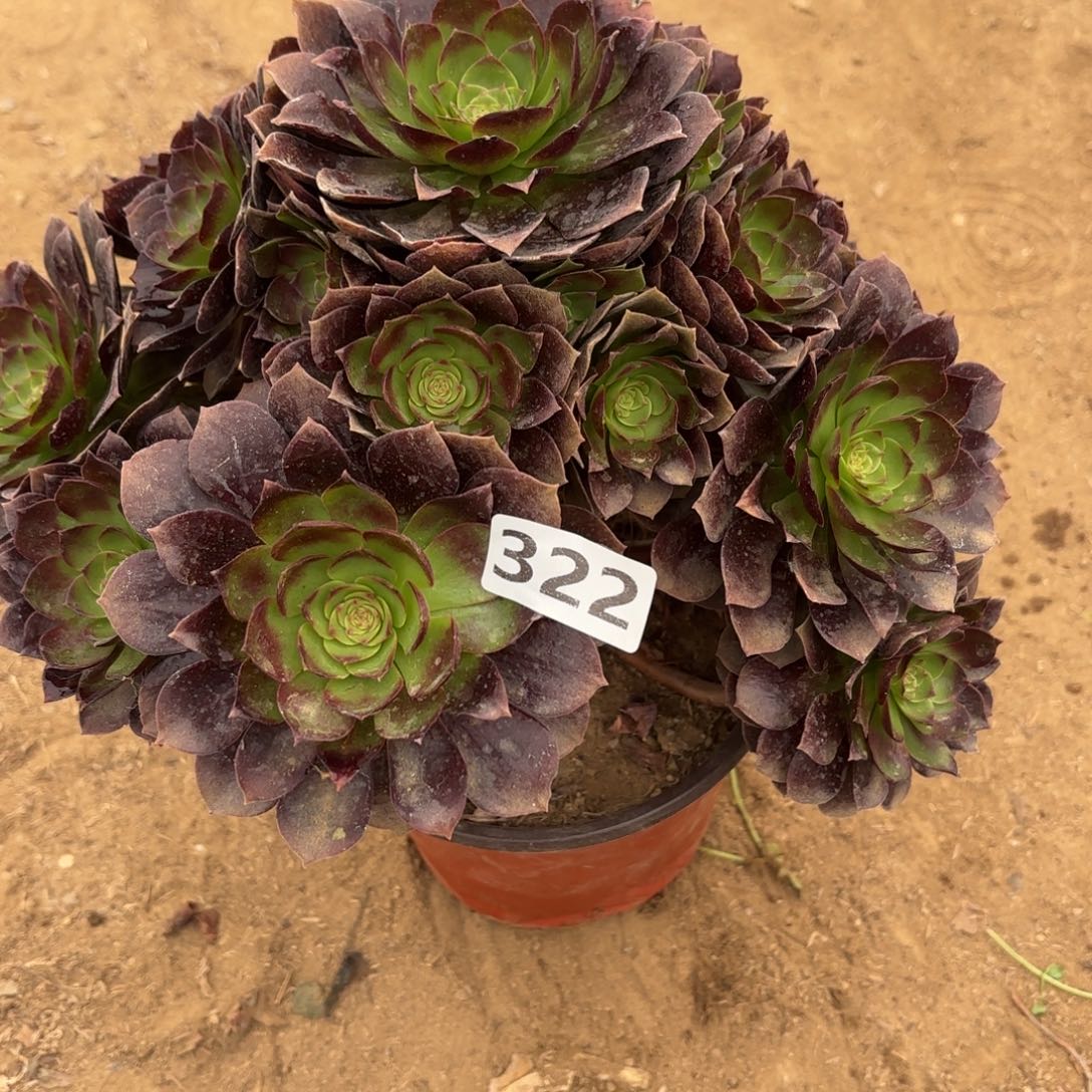 322赤焰莲多肉有短枝不包损