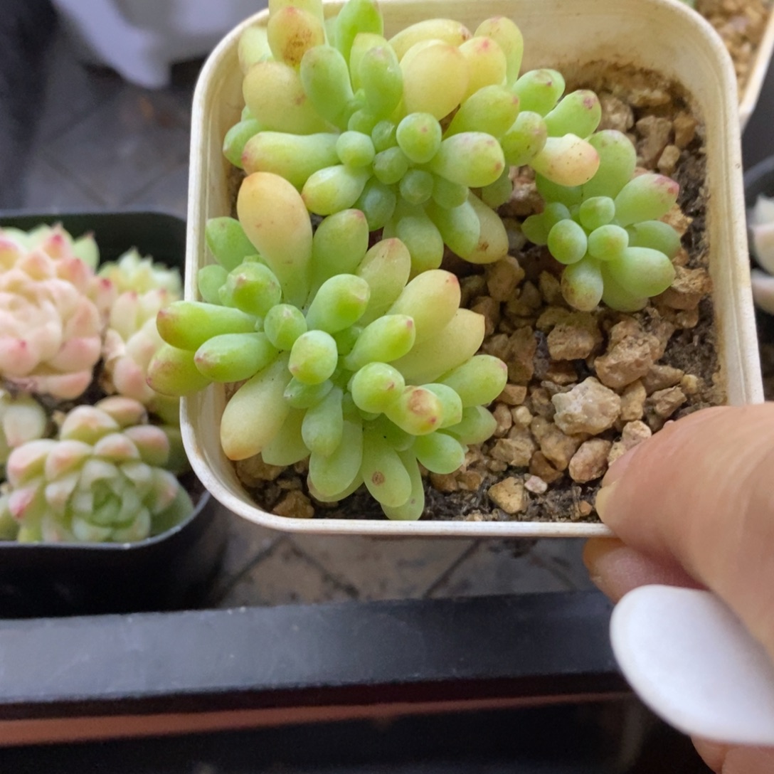 精品多肉一物一拍不包整32