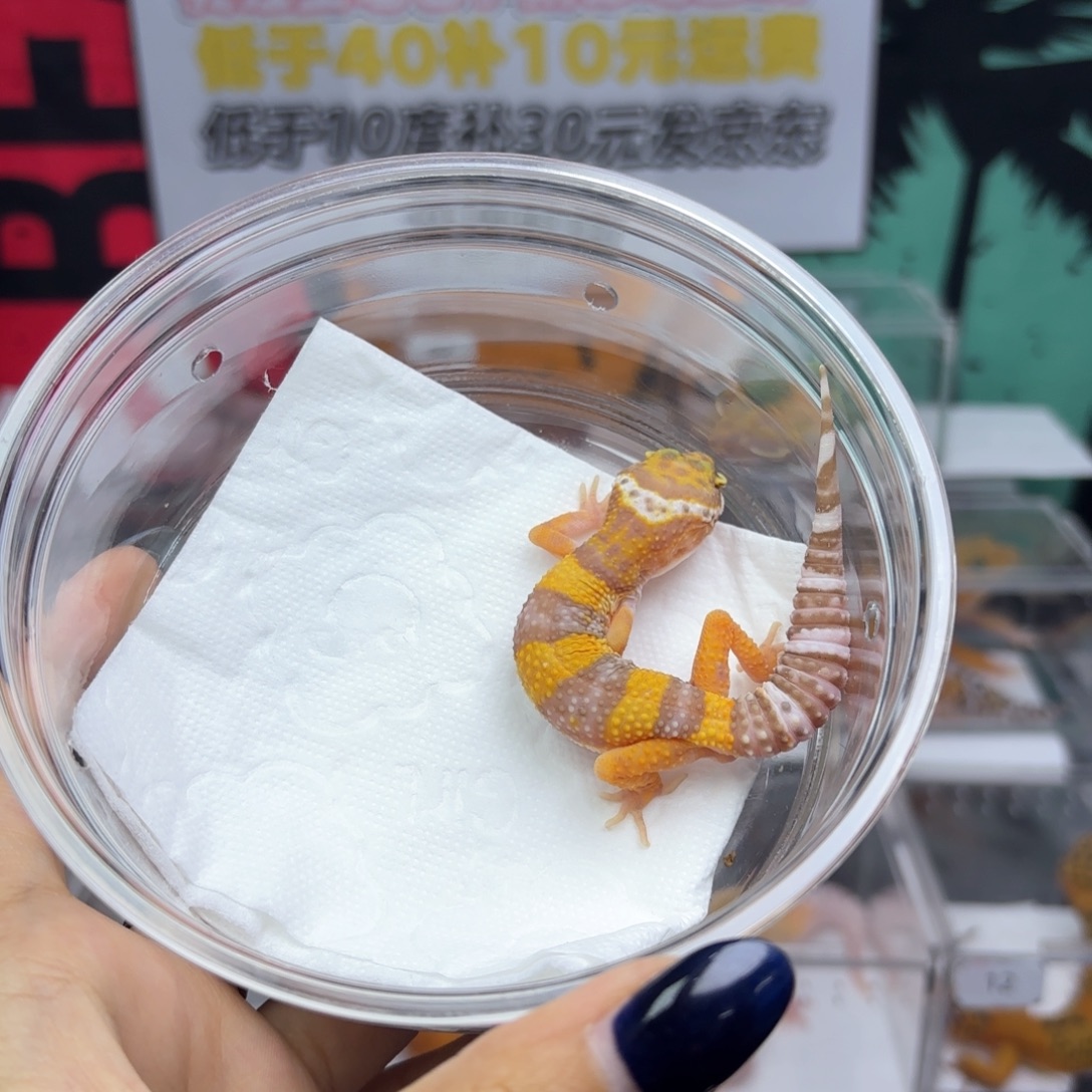 豹纹守宫白黄川普暴龙公P57