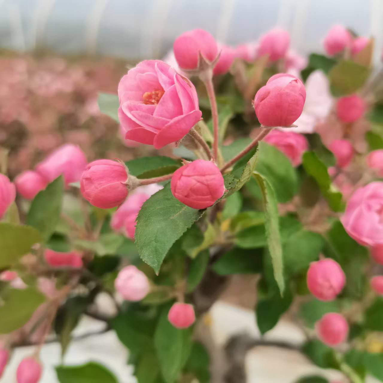 白兰地海棠香水白兰地