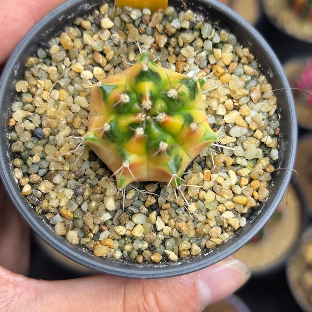 212-1115泰国发货多肉