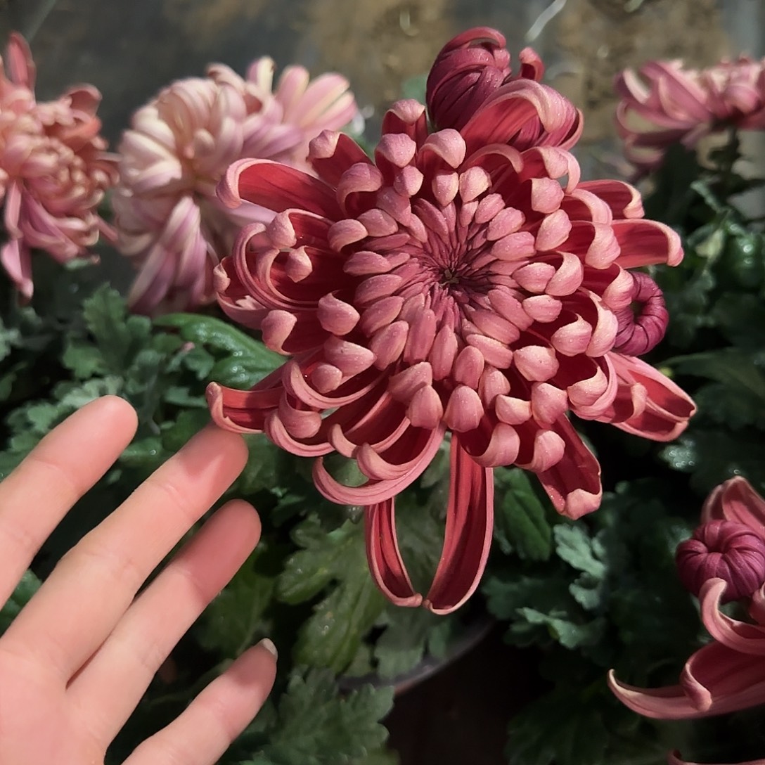 全部花朵兼六红生花苞一颗