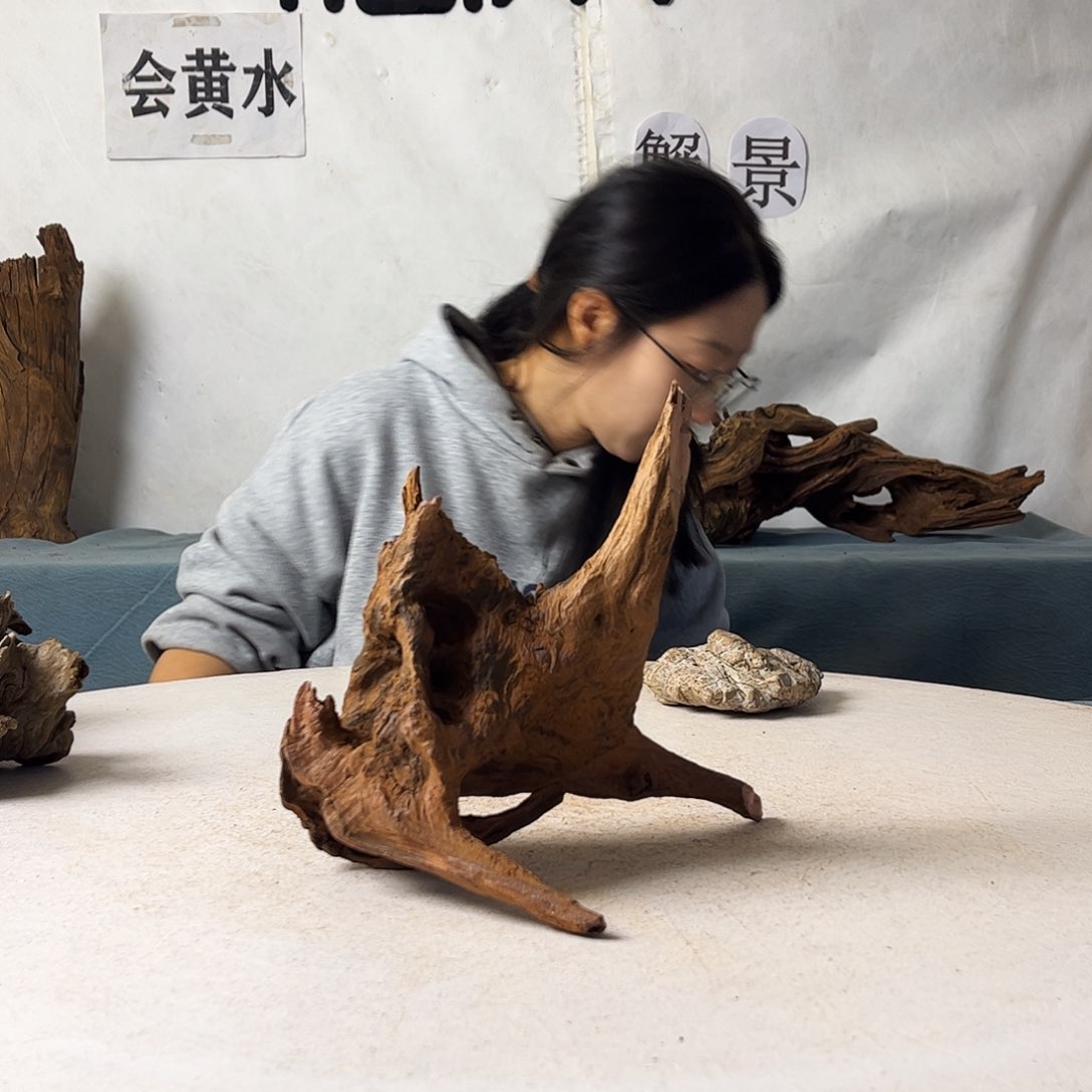 徊*沉木造景爬宠造景