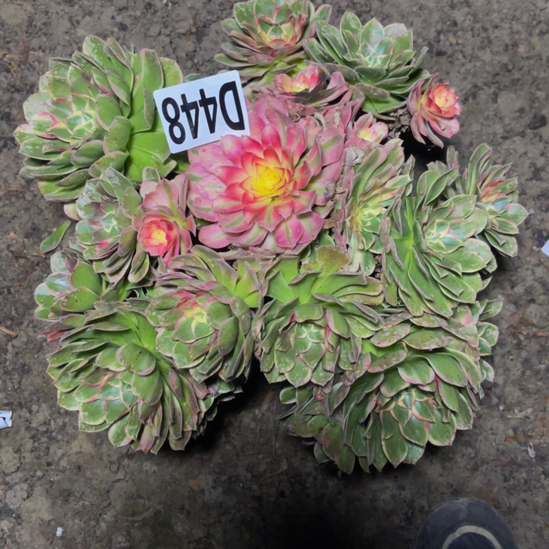 万紫法师16//////39包邮