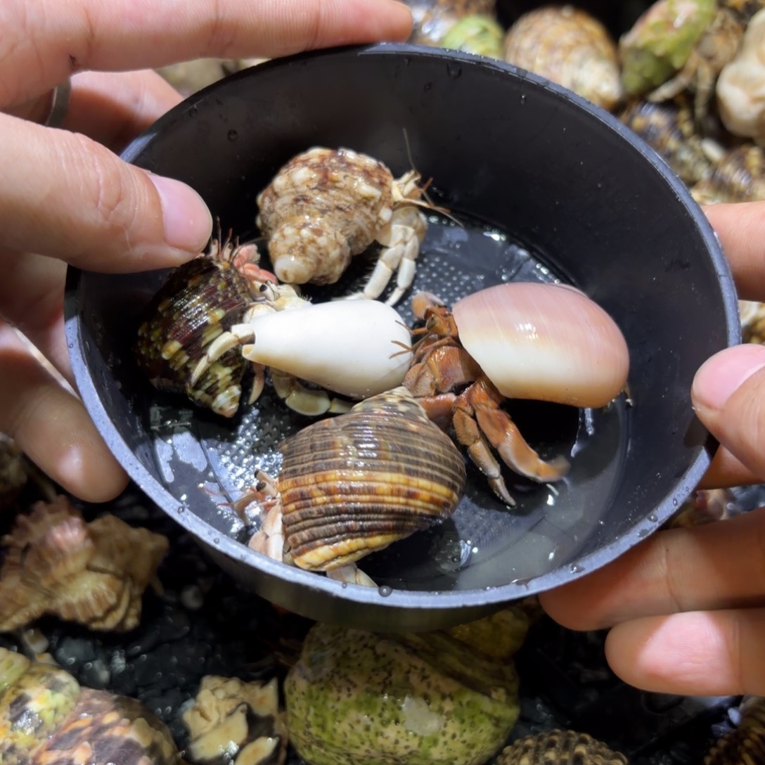 活体寄居蟹 不退不换 2