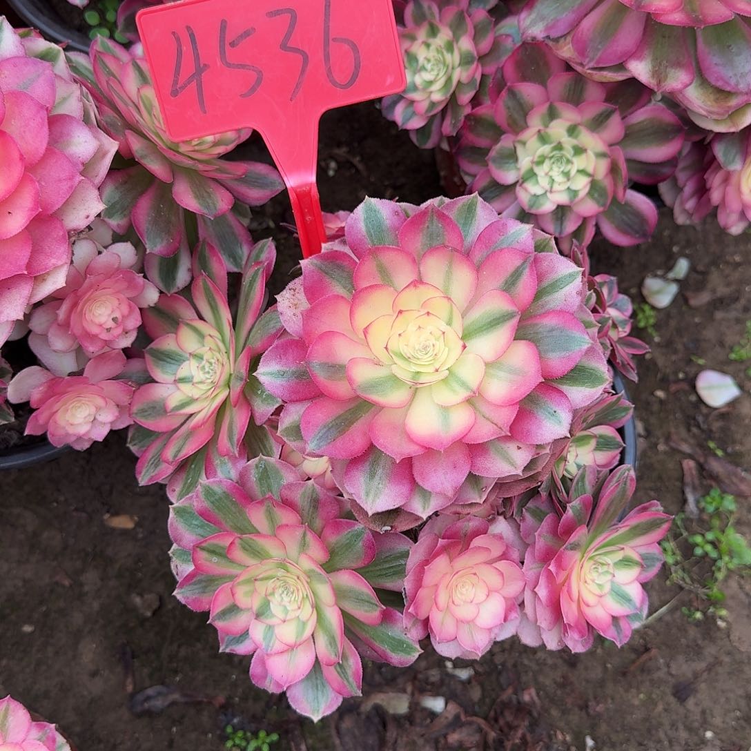 4536倾城多肉法师