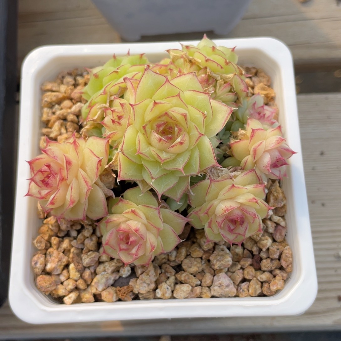 优选麦杆福利1815