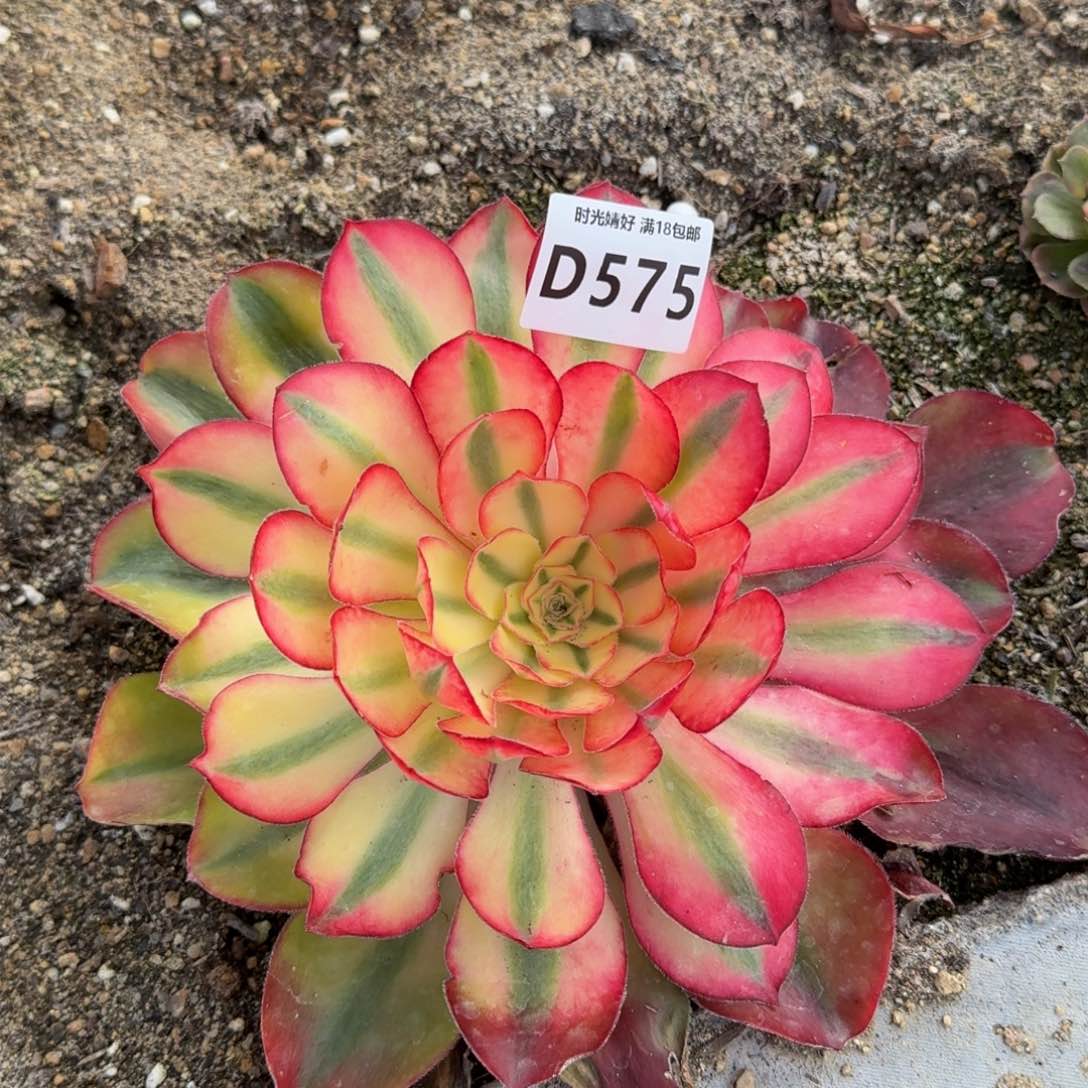 575爱丽丝多肉植物