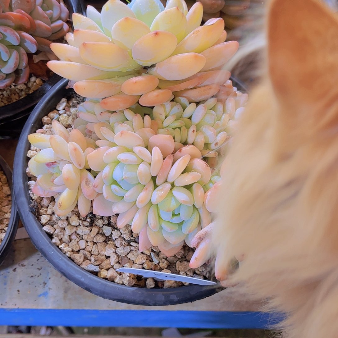 忘*草多肉植物保护研究所