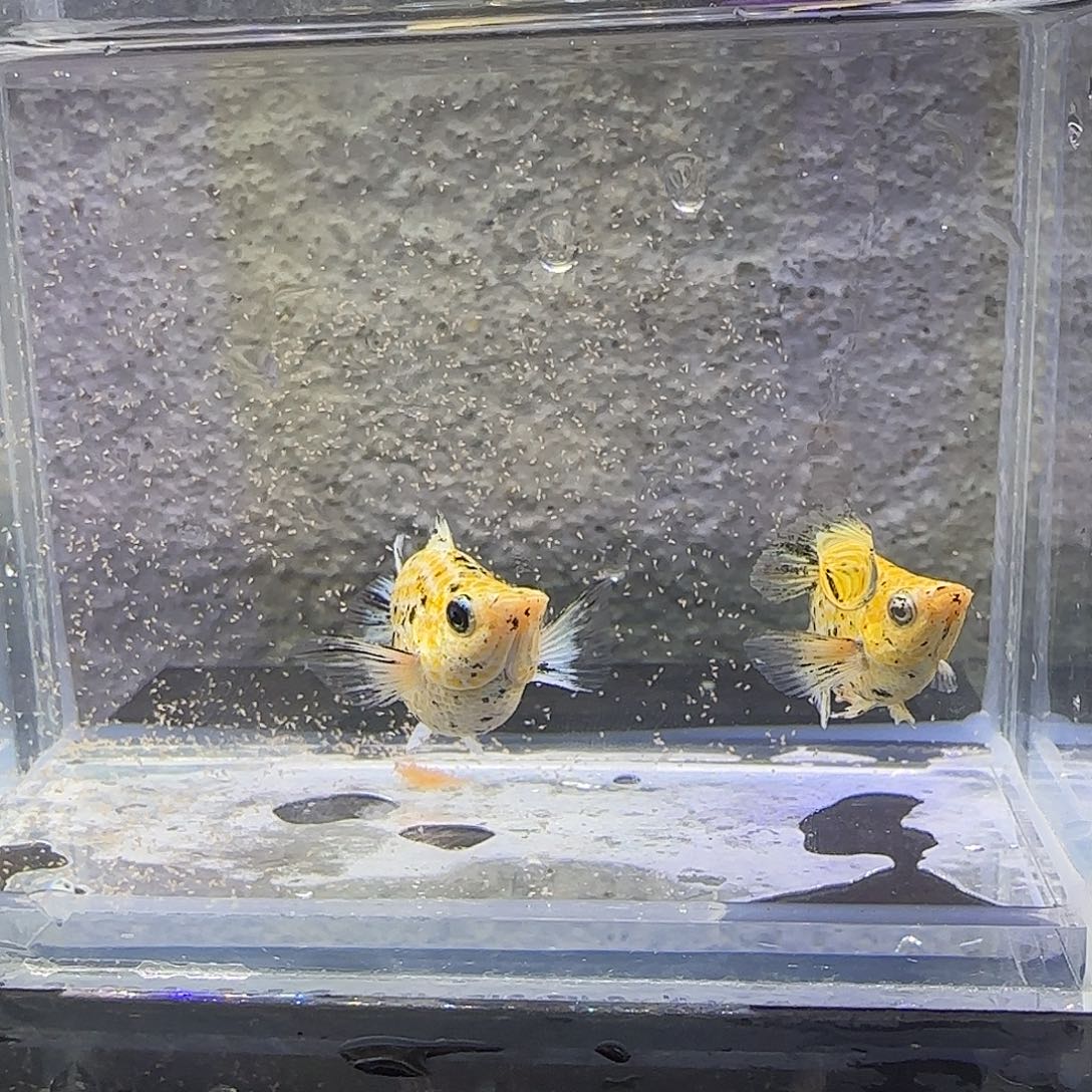 黑玛丽鱼花豹玛丽。66号