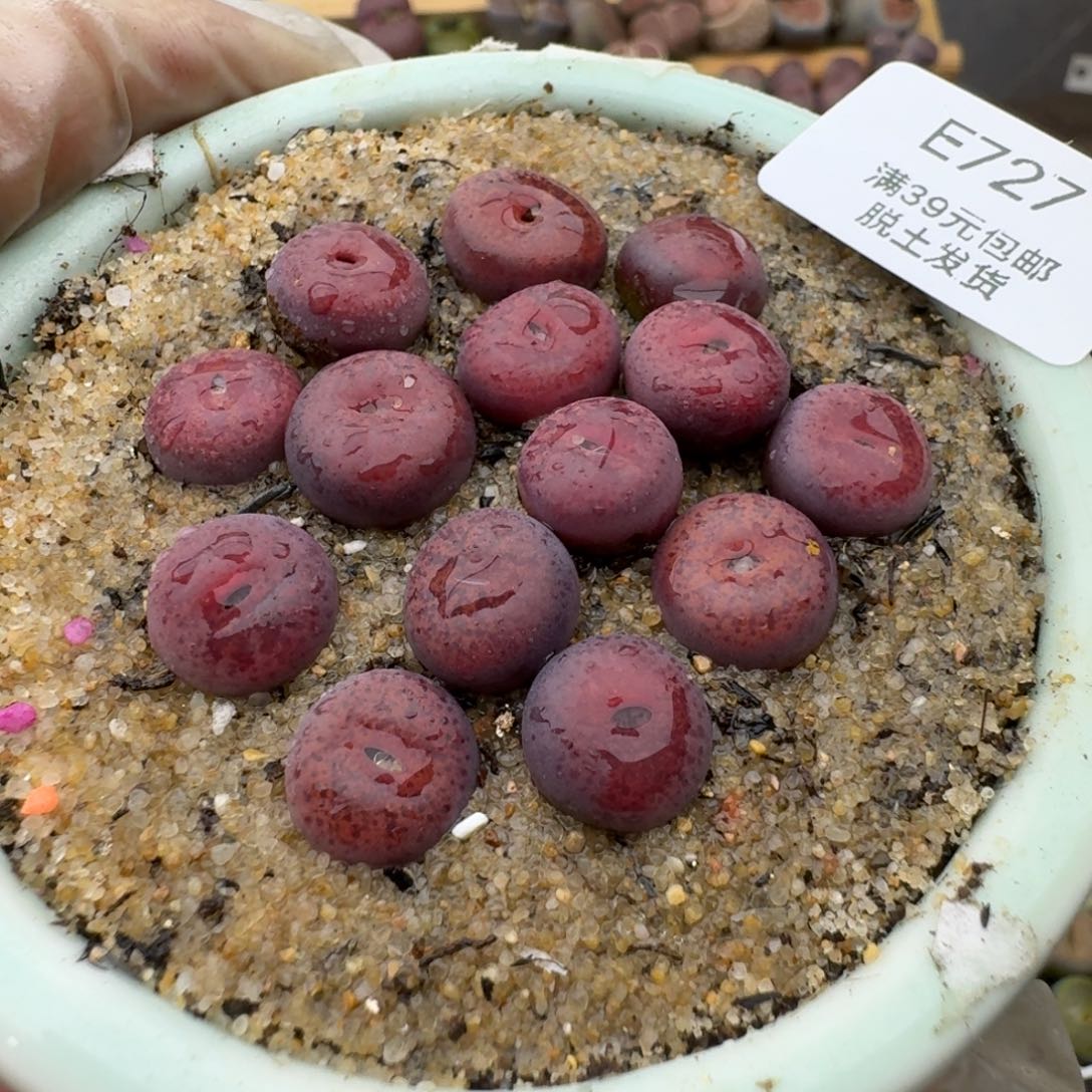 737多肉哈哈哈哈哈哈