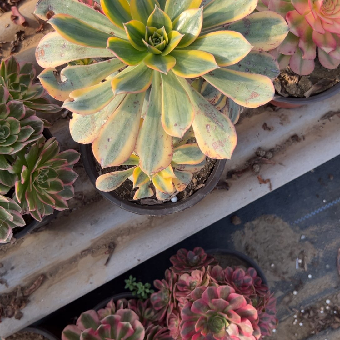 小***卉191灿烂多肉植物法师