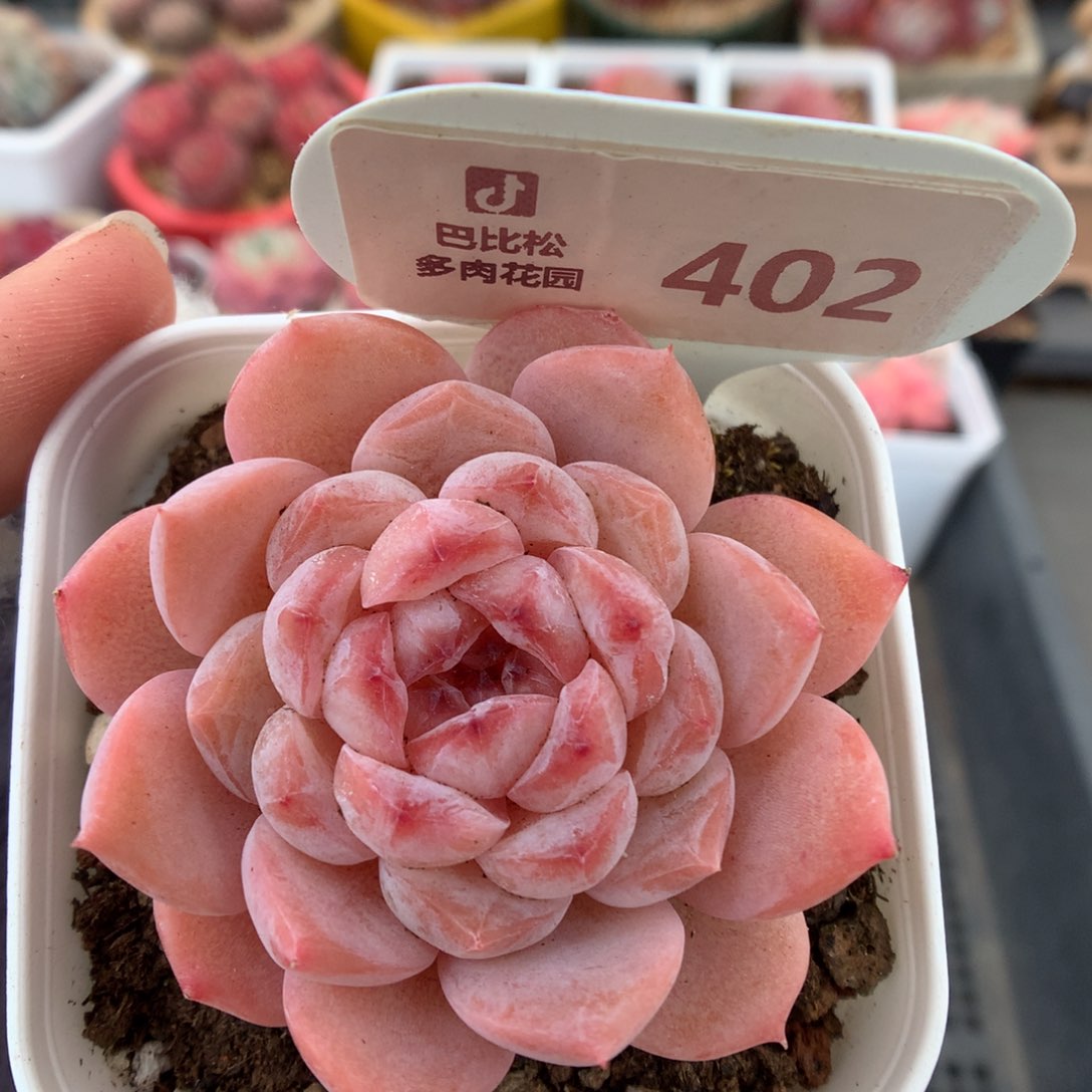 402糖心多肉植物