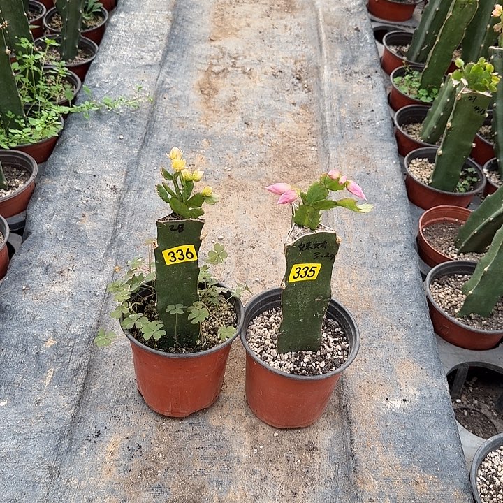 335+336嫁接蟹爪兰：028+荷花妹妹
