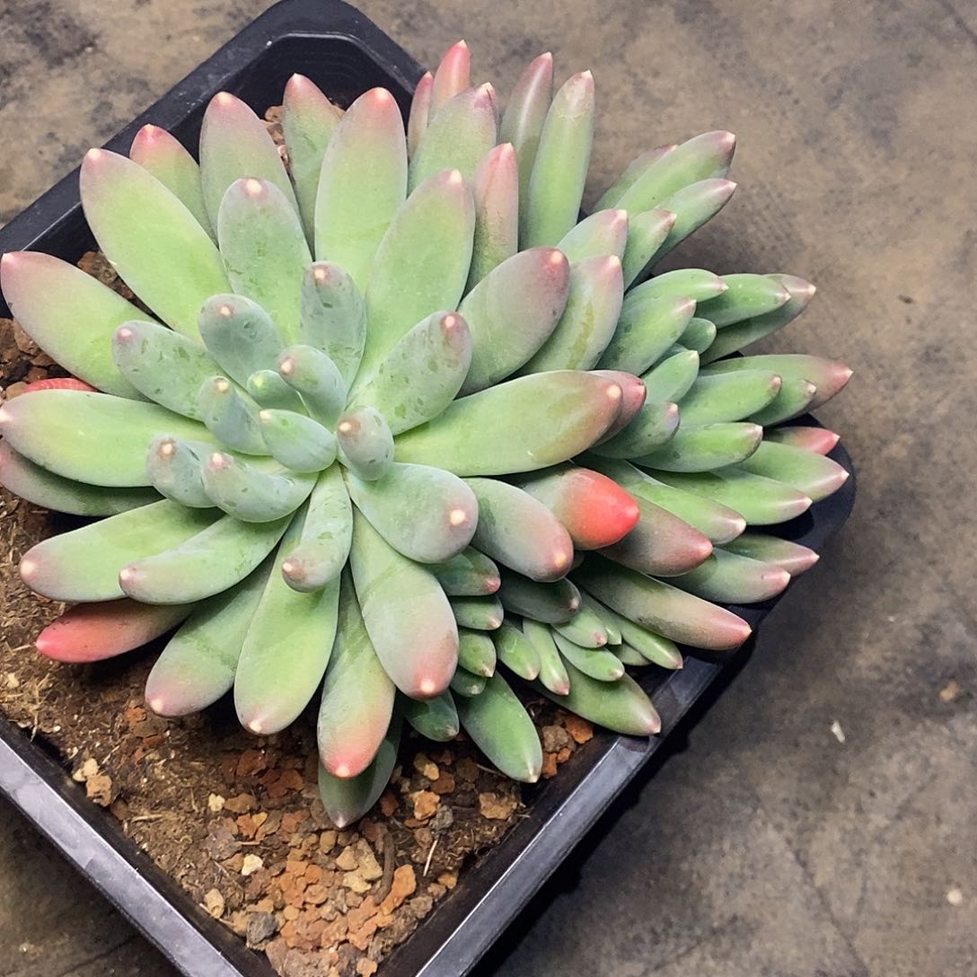 A**牛一物一拍，兰亭序缀化