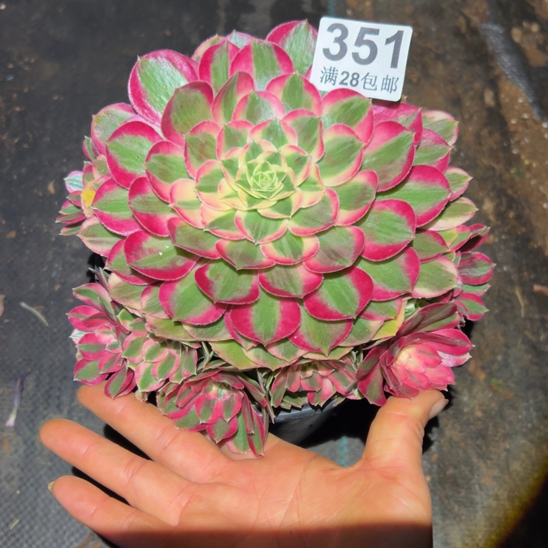 多肉植物351孔雀翎