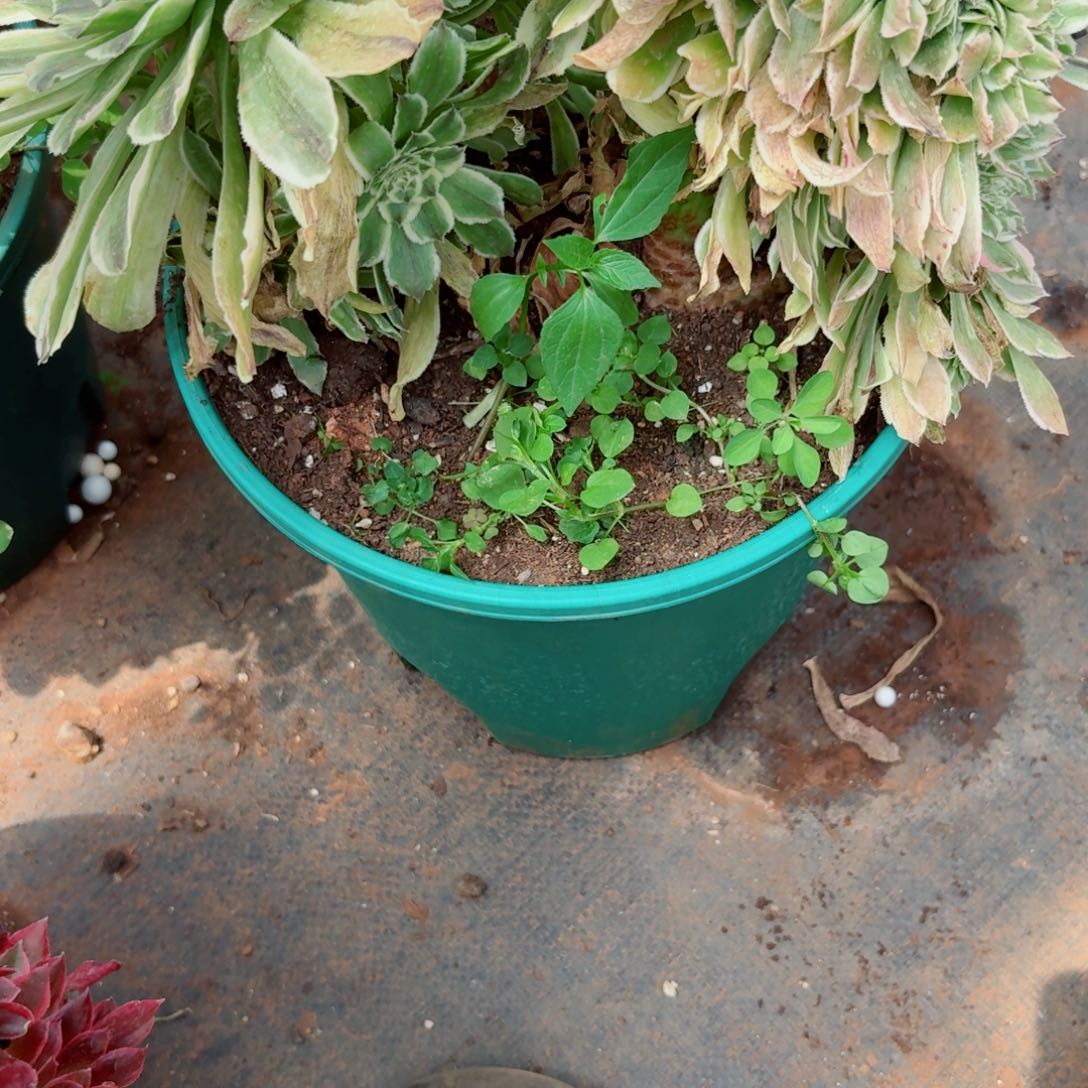 碧浪879 号多肉清货断枝不包损