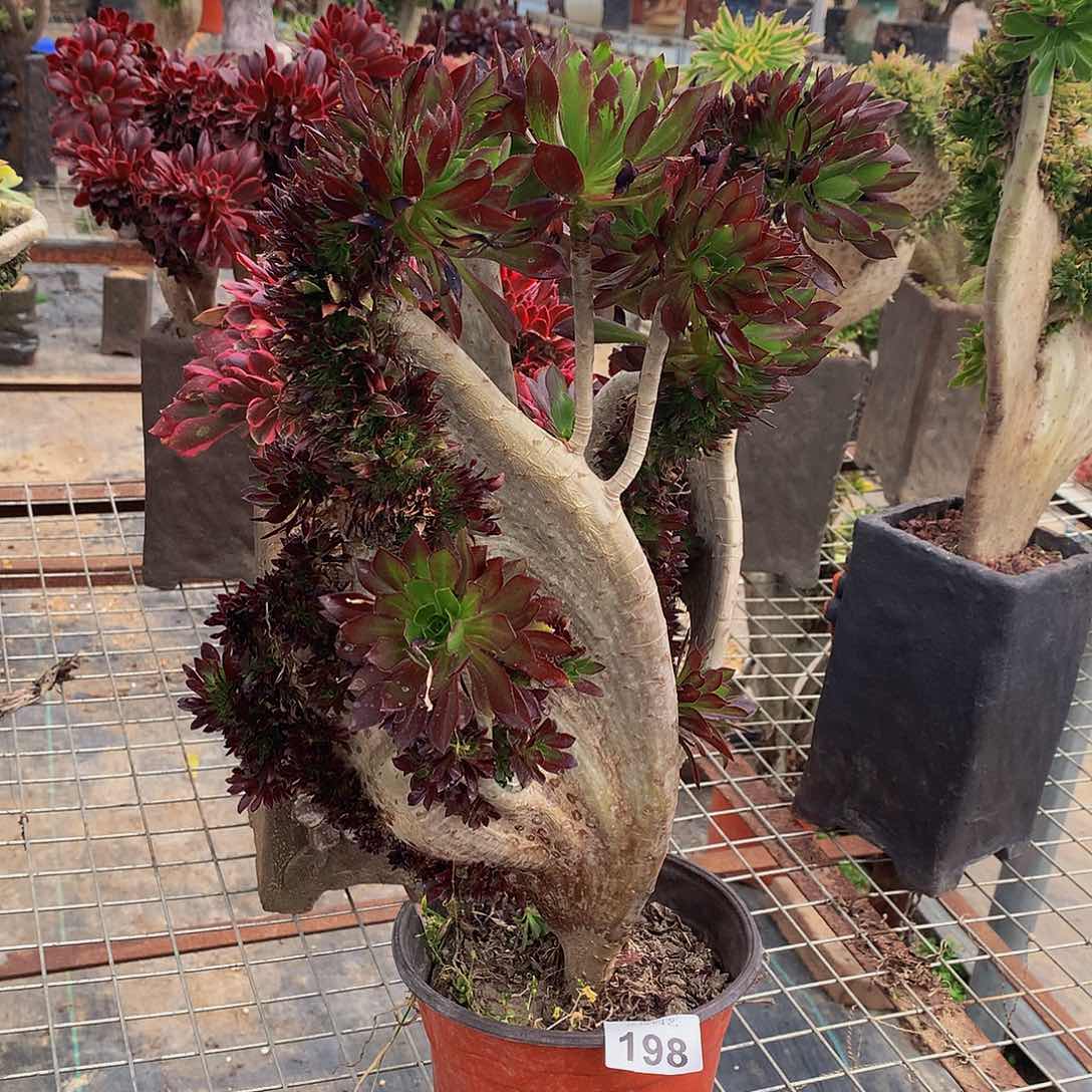 198黑法师瑕疵缀化