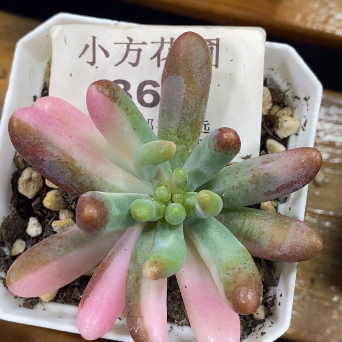 360乙女心锦拉丝锦