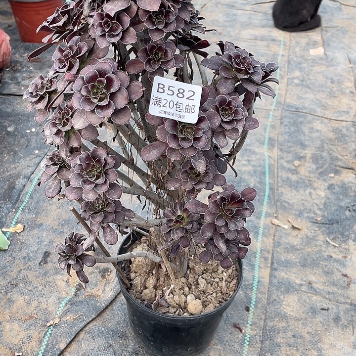 582黑圆叶多肉法师多肉