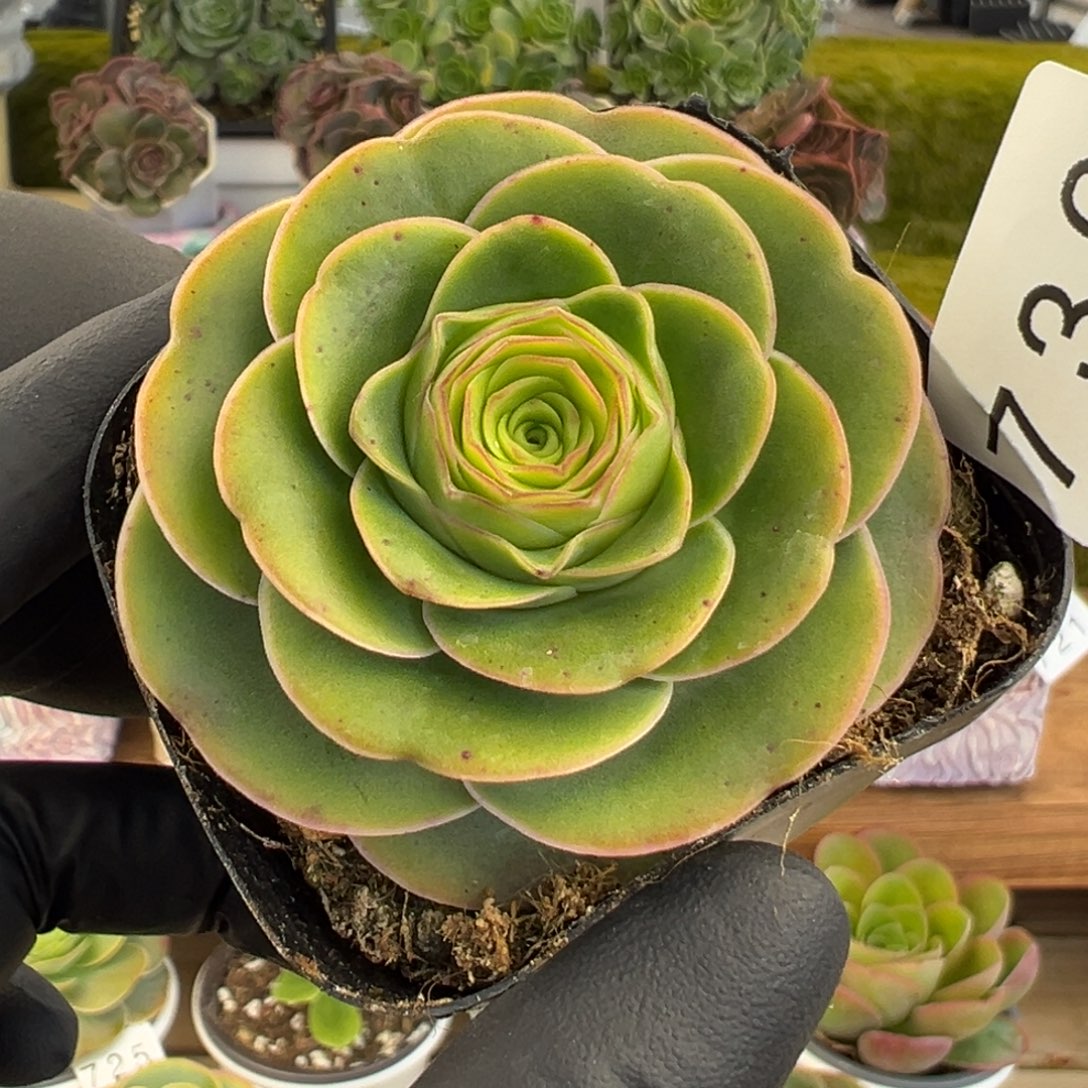 736杜康酒杯边线5.8厘米